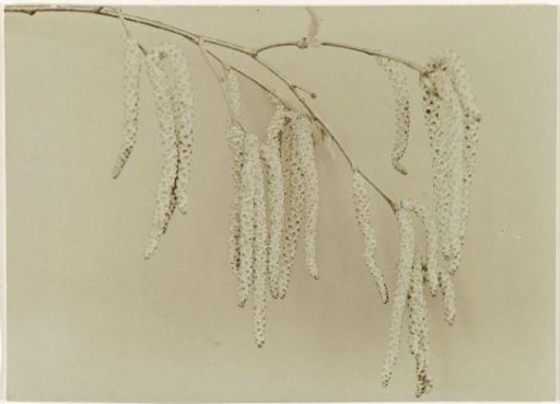 Branch of a Birch against a Plain Background