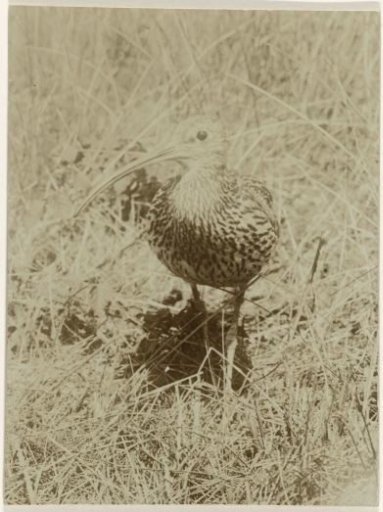 Curlew in Dune Grass