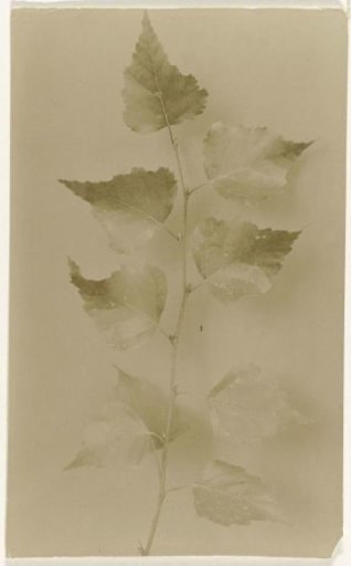 Branch of a Rough Birch against a Plain Background