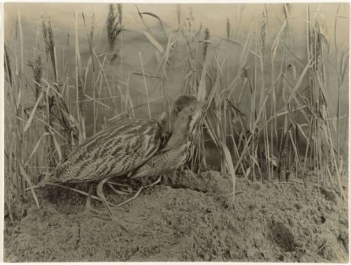 Stuffed Bittern in a Setting with Sand and Reeds