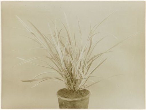 Ophiopogon Jaburan in a Pot against a Plain Background