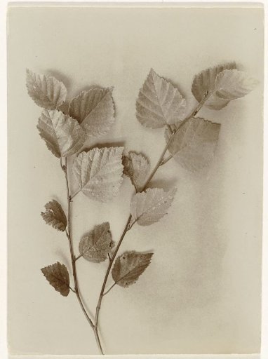 Leafy Branch of a Silver Birch against a Plain Background