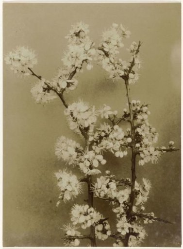 Branches of blackthorn blossoms