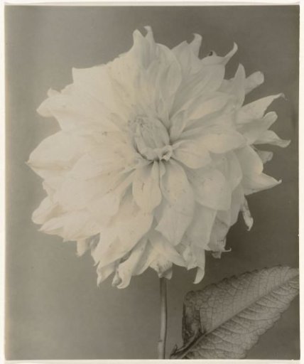 Blooming dahlia against a plain background