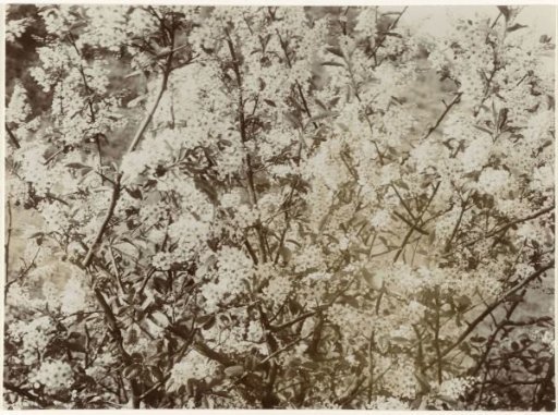 Almond blossoms