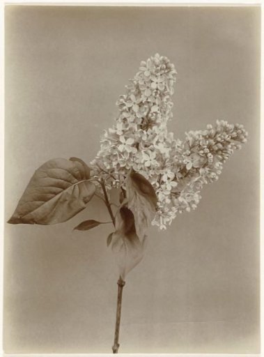Blooming lilacs against a plain background