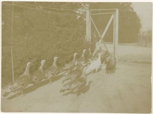 Eleven turkeys in a cage