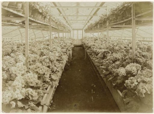Greenhouse with Primula Obconica