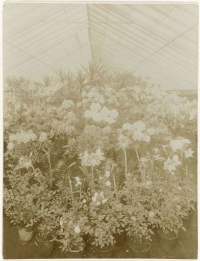 Greenhouse with various blooming plants