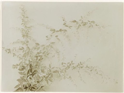 Branch of an ornamental shrub against a plain background