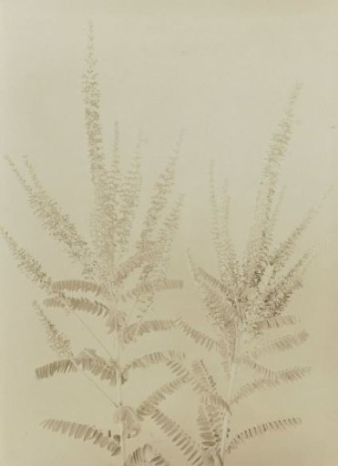 Ornamental shrub against a plain background
