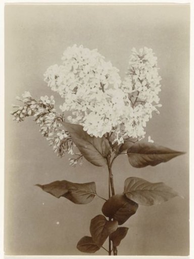 Blooming branch with lilacs against a plain background