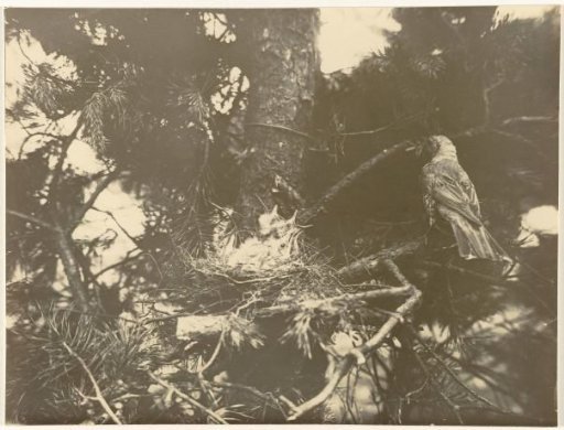 Thrush at her nest with chicks in a Scots pine