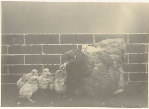 Hen with chicks
