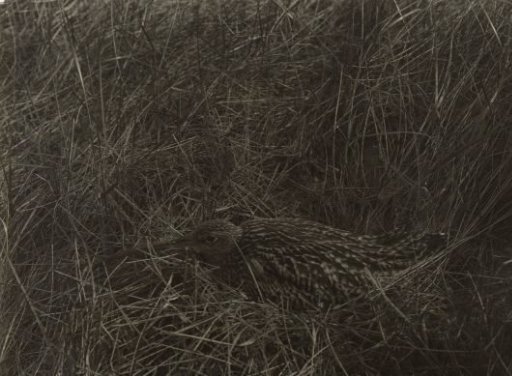 Snipe in a field
