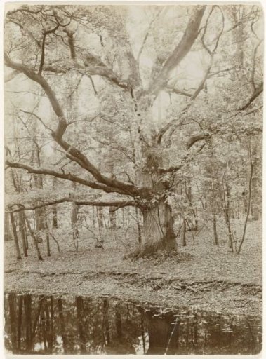 Old oak on the estate Nieuw Raude at Diepenveen