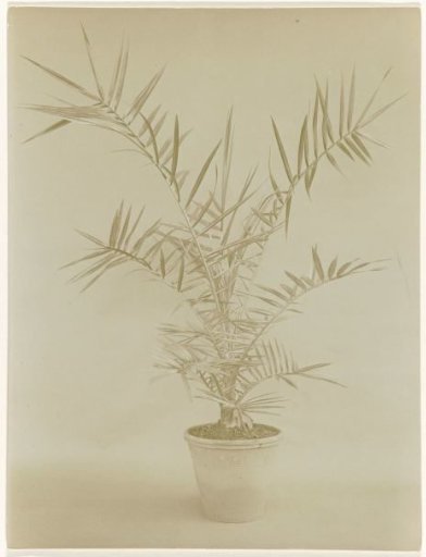Phoenix Canariensis in pot against a plain background