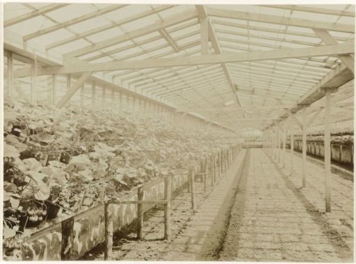 Greenhouse with fruit-bearing strawberry plants