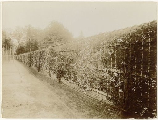 Wall with Morello cherries and heather bushes in the kitchen garden of house 'De Poll' at Voorst