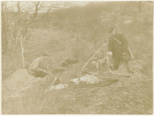 Digging for wild rabbits in the dunes under Vogelenzang