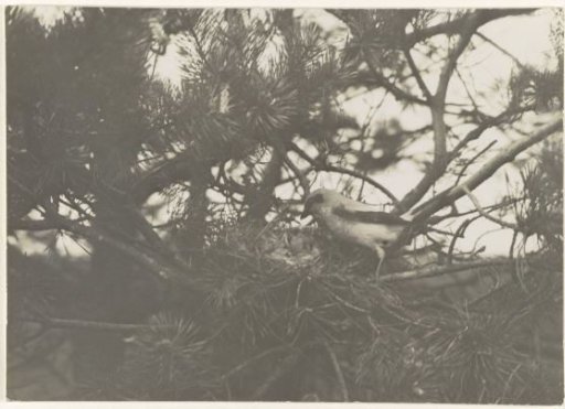 Wren at Her Nest