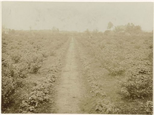 Path through a field with berry bushes