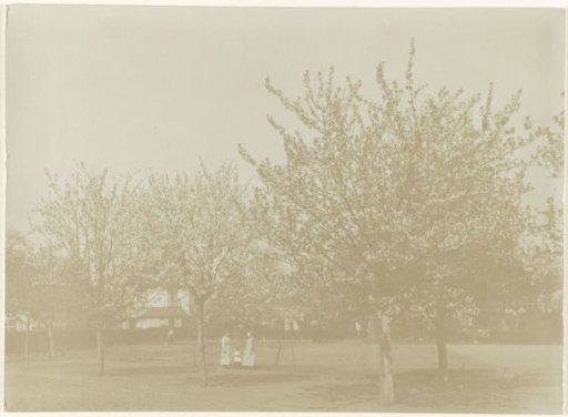 Blossoming cherry orchard at Apeldoorn