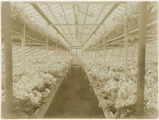 Greenhouse with primulas from Mr. G. Scholten at Maarssen