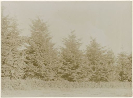 Douglas firs