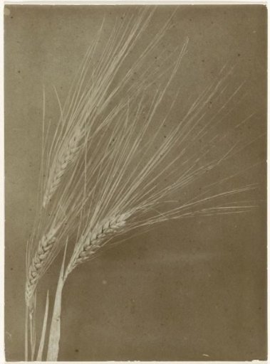Three ears of barley against a plain background