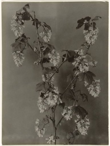 Branch of Ribes Sanguineum against a plain background