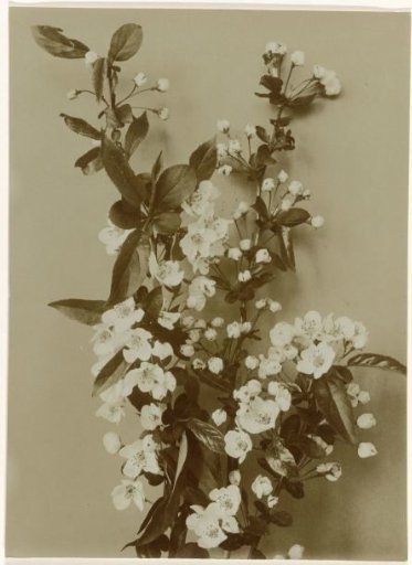 Branch of blooming Malus Sargentii against a plain background