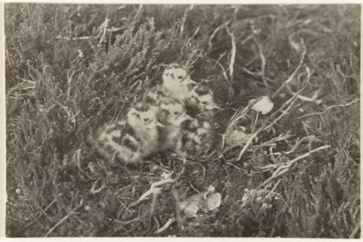 Young Curlews on the Heath