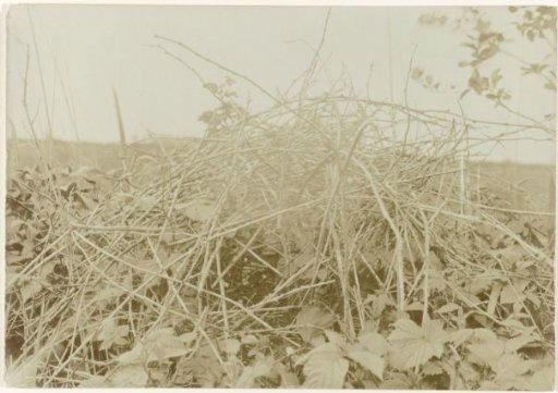 Magpie nest in thorny branches near the Naardermeer