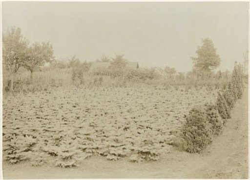 Firs in the nursery of the firm K. van Nes & Zonen at Apeldoorn