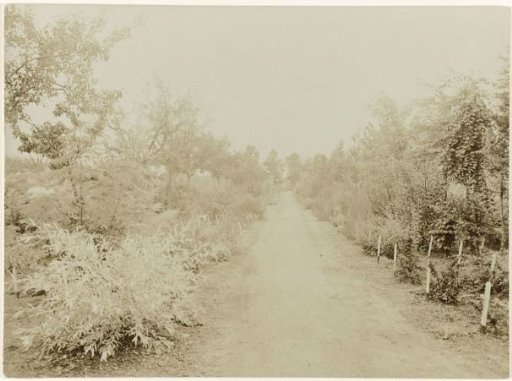 Arboretum in the nursery of the firm K. van Nes & Zonen at Apeldoorn