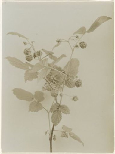 Branch of a fruiting wild raspberry against a plain background