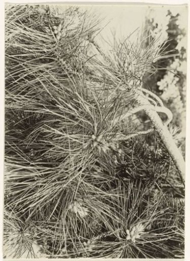 Pinus Austriaca
