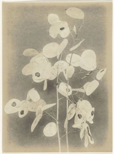 Branch of Lunaria Annua (Honesty) against a plain background
