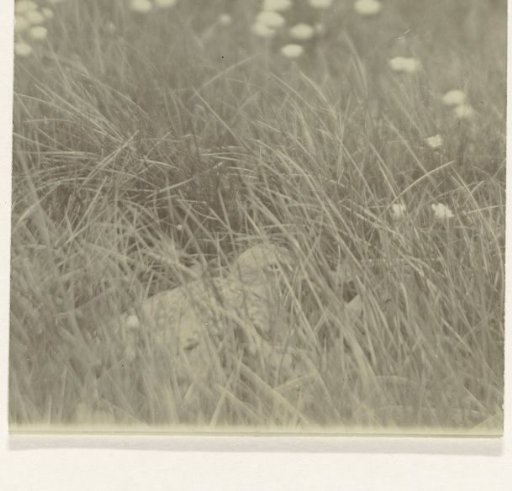 Bird in a field