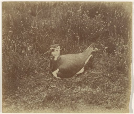 Bird on heath
