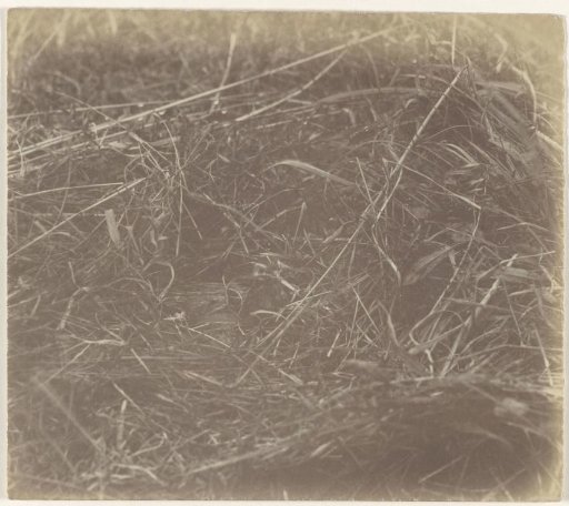 Bird in the field