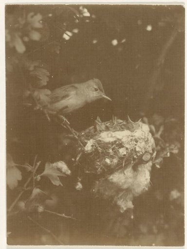 Bird at nest with chicks in a tree