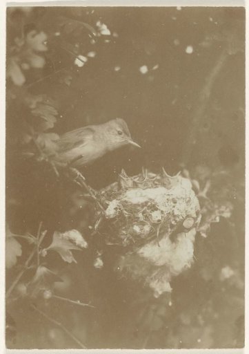 Bird at nest with chicks in a tree