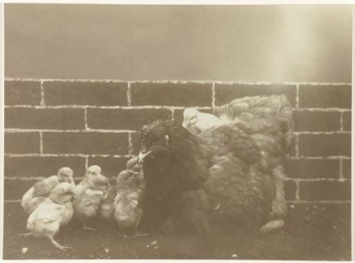 Hen with chicks