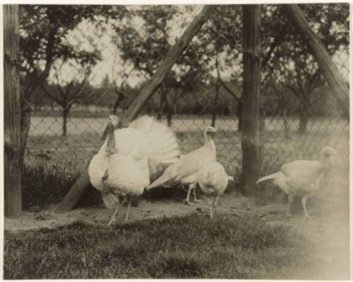 Four turkeys