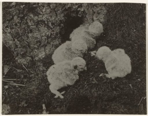 Four Chicks