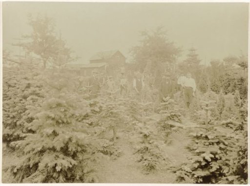 Nursery of the firm K. van Nes & Zonen at Apeldoorn