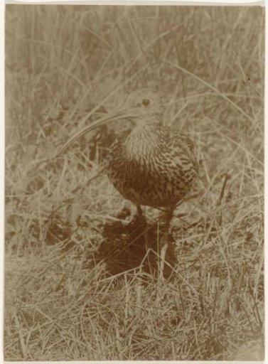 Curlew in Dune Grass
