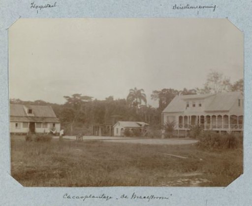 Cacao Plantation "De Maasstroom"